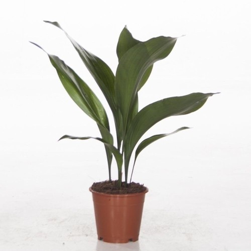 Aspidistra elatior cast iron - elatior,