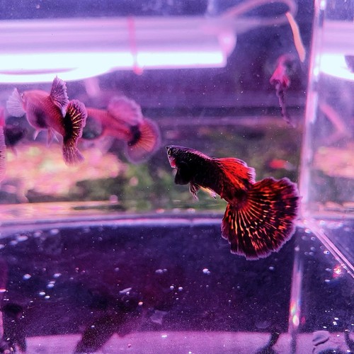 Live guppy fry red - live, dragon