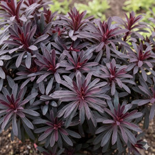 1 Large Plant - Euphorbia