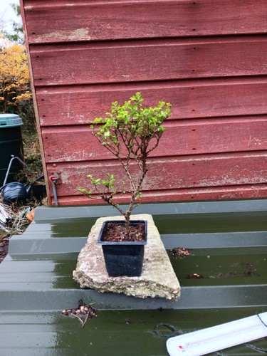 Ulmus parviflora seiju 9cm - ,