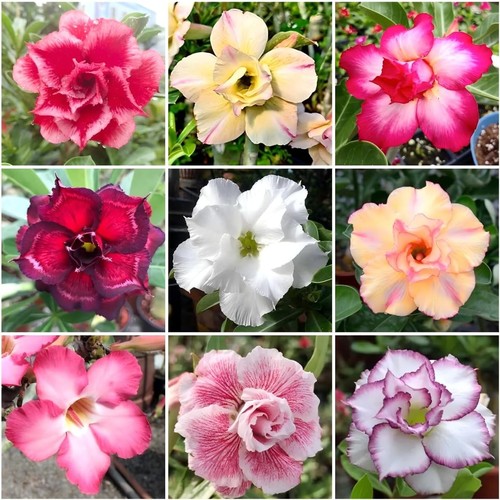125 mixed color - mixed,
