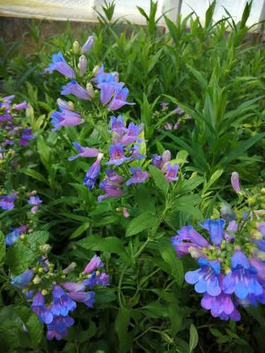 Penstemon heavenly blue - x3,