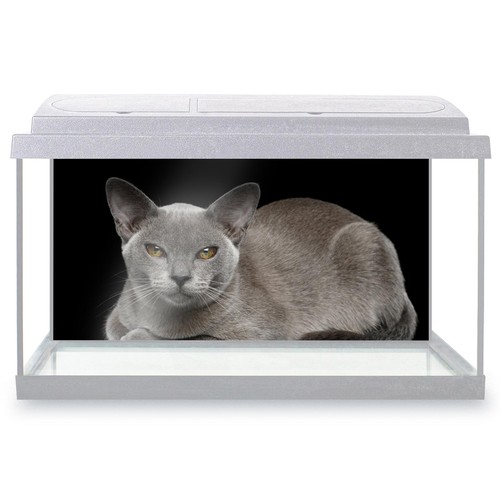 Fish tank background - tank, burmese
