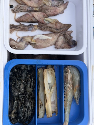 Seadra extra bait - bait,