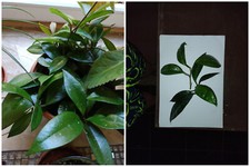 2 X UNROOTED Hoya Carnosa Cuttings - Grows in full shade! Easy care houseplant!