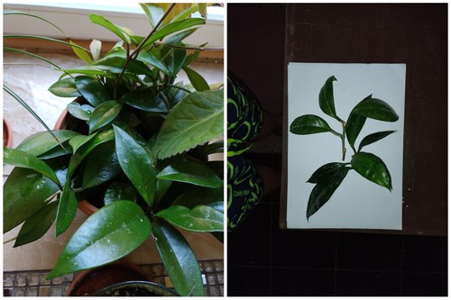 Unrooted hoya carnosa - x,
