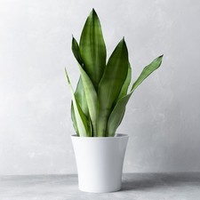 Sansevieria Moonshine Snake Plant for Home or Office (30-40cm with Pot)