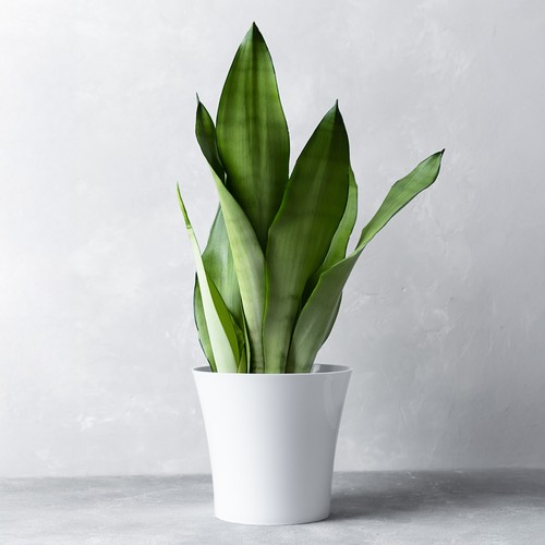 Sansevieria moonshine snake - sansevieria,