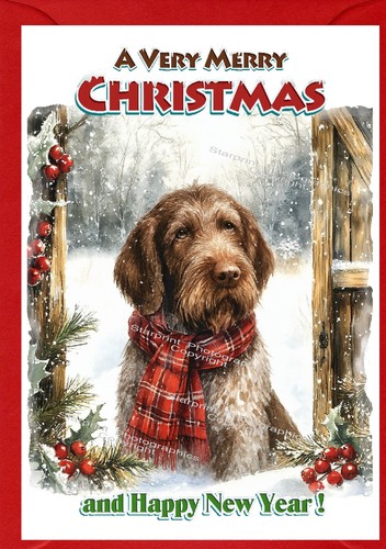 Italian spinone dog christmas - spinone,