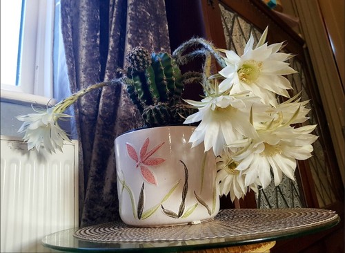Easter lily cactus echinopsis - easter,
