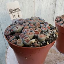 Lithops Living stone pebble