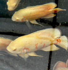 ADULT SHOW FISH! Albino Tiger