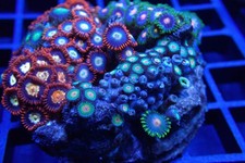 Zoa Rock / Colony #5 – Mixed Zoanthid WYSIWYG – LPS Soft Coral Frag