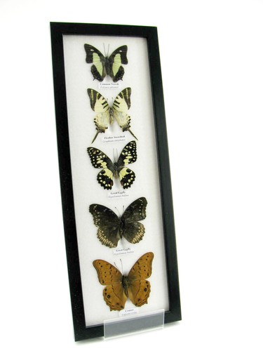 Beautiful butterfly - beautiful,