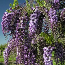 Wisteria floribunda Black
