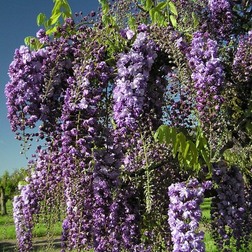 Wisteria floribunda black - wisteria,