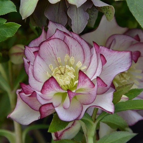 Hellebore double white - hellebore,