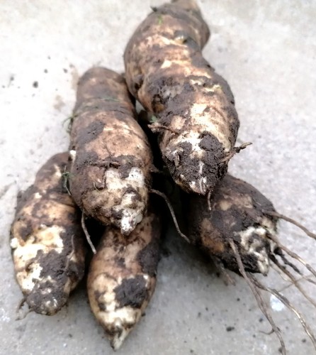 Organic home grown mixed - 5x,