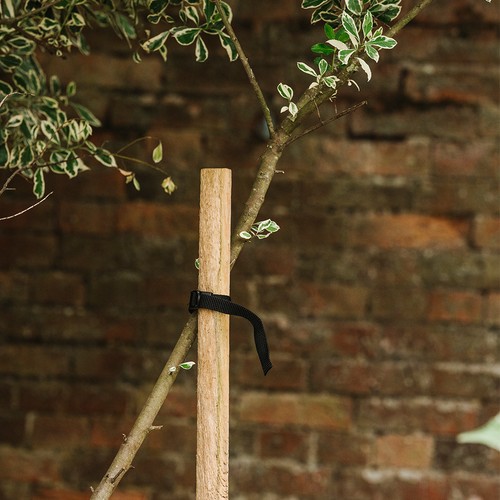 Grow 150cm wooden - 150cm, tree