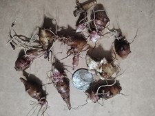 10  Red Jerusalem Artichoke