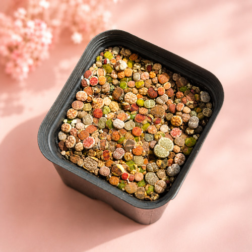 100pcs baby lithops 1 5 - 100pcs+,