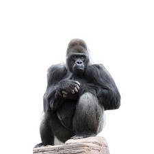 Gorilla Lifesize Cardboard Cutout - 124cm