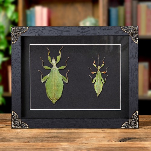 Autumn leaf insect - leaf, baroque