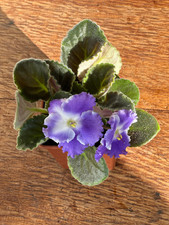 African Violet Plant in 9cm