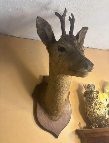 Vintage taxidermy roe deer - taxidermy,
