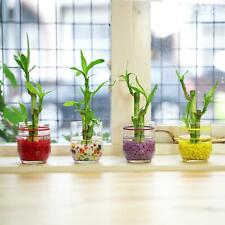 1 Pot of Lucky Bamboo in