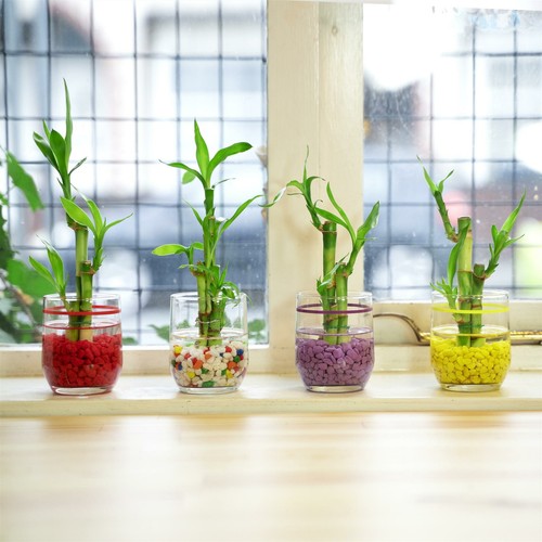 Pot lucky bamboo in - pot,