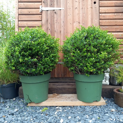 Topiary ilex crenata