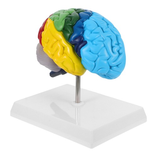 Brain skull model anatomy - skull,