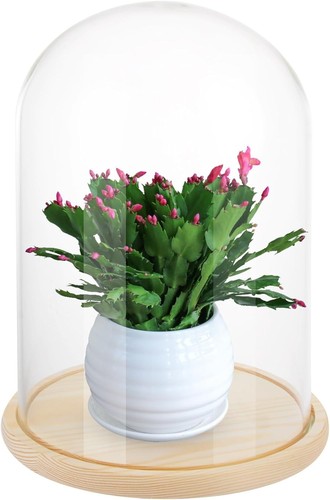 Glass domes for display - glass,