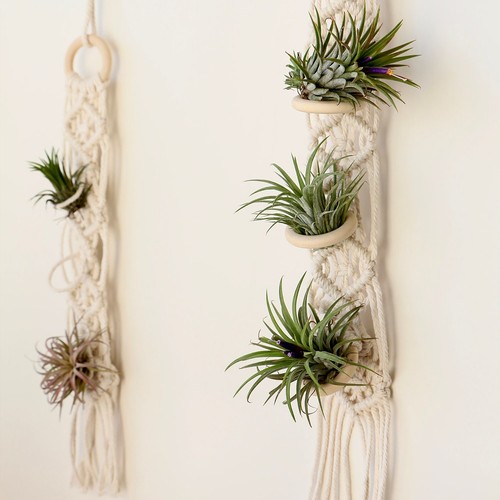 Macrame air plant hanger - air,