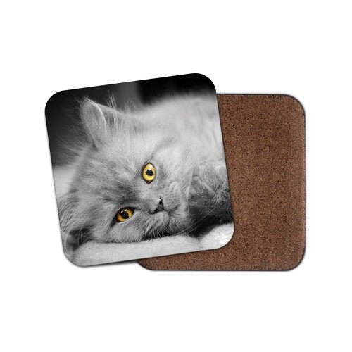 Blue british shorthair kitten - shorthair,