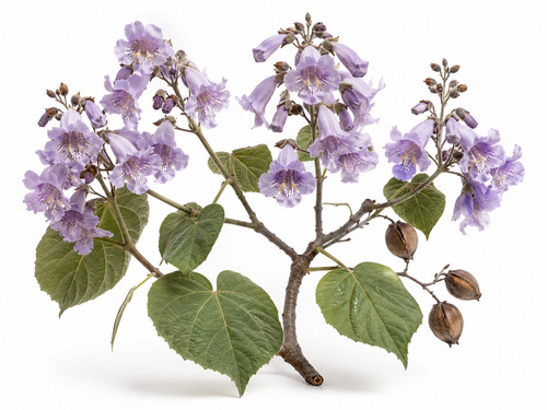 Foxglove tree seeds paulownia - tree,