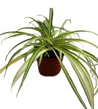 Spider Plant (Chlorophytum
