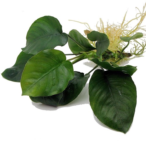 Anubias barteri large - anubias, live