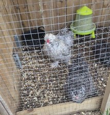 X6 SILKIE OVALS ORNIMENTAL NOT