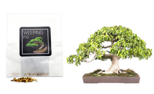Weeping fig bonsai seeds - bonsai,