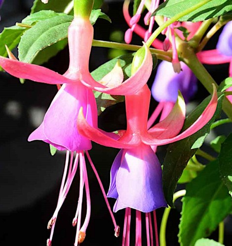 Hardy fuchsia magic - fuchsia,