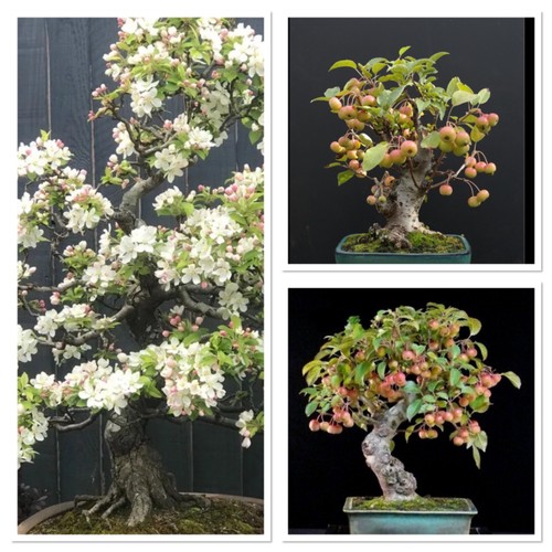 Crab apple bonsai - apple,