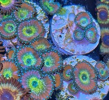 Beauty and the Beast  palythoa  / zoa / zoas / paly /Soft Coral / Frag 3  Polyp 