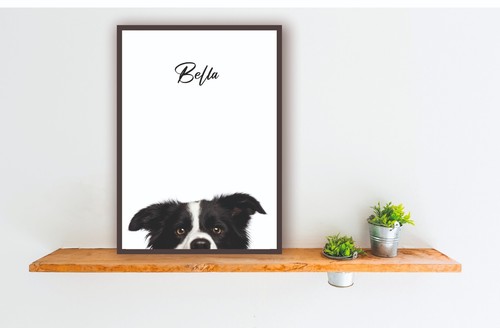 Border collie sheep - border,