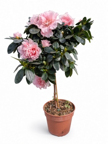Standard pink azalea - pink,
