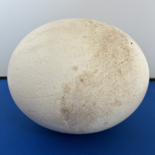 Large ostrich egg - egg, 18cm