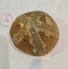 micraster echinoid fossil –genuine cretaceous sea urchin from The Isle of Wight