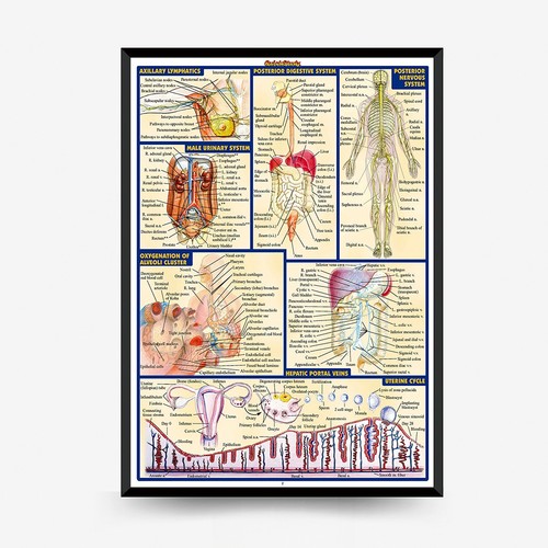 Large human body - human, anatomy