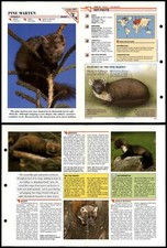Pine Marten #287 Mammals Wildlife Fact File Fold-Out Card